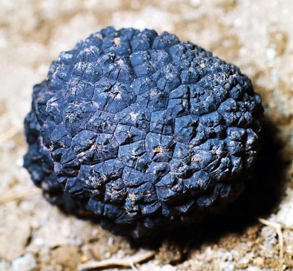 TRUFA NEGRA EXTRA
