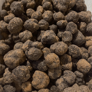 ESPORA DE TUBER MELANOSPORUM ANALIZADA Y CERTIFICADA POR UN AGENTE EXTERNO